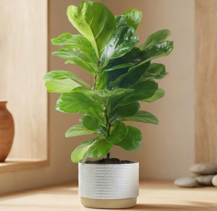 The Modern Muse Fiddle Leaf Fig