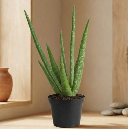 The Vitality Aloe Sanctuary