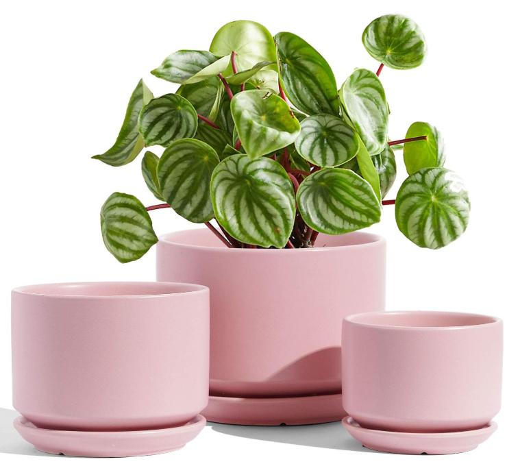 The Aura Birch Planter Set